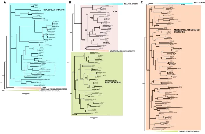 Figure 1.  Phylogenetic analysis of the mussel and other metazoan  α-CA. The phylogenetic tree was constructed  using Bayesian inference (BI) and built in MrBayes 3.2 and branch support values (posterior probability values)  are shown