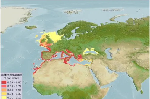 Figure 1.4: World distribution of the gilthead sea bream. Colours indicate the relative  probability of gilthead sea bream occurrence in the area [15]