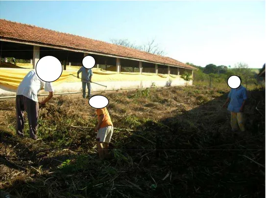 Figura 8. Implantação de uma horta na estrutura desativada da  granja de suínos localizada no lote de produção da família  em julho de 2006