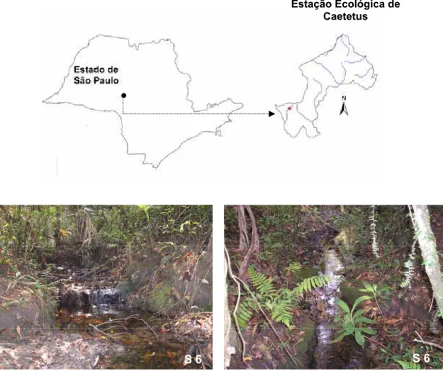 Figura 3: Mapa com a localização da Estação Ecológica de Caetetus, SP e o córrego amostrado: S6 -  Córrego Barreiro