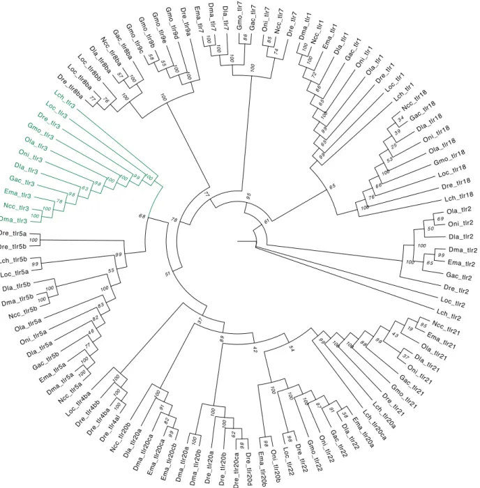 Figure 4.2: Phylogenetic Maximum-Likelihood gene tree for Toll-Like Receptor family  of Notothenia coriiceps (Ncc), Eleginops maclovinus (Ema), Dissostichus mawsoni (Dma),  Dicentrarchus  labrax  (Dla),  Danio  rerio  (Dre),  Lepisosteus  oculatus  (Loc), 