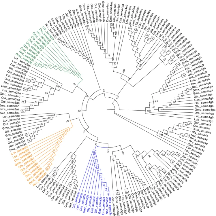 Figure  4.6:  Phylogenetic  Maximum-Likelihood  gene  tree  for  Semaphorin  family  of  Notothenia  coriiceps  (Ncc),  Eleginops  maclovinus  (Ema),  Dissostichus  mawsoni  (Dma),  Dicentrarchus  labrax  (Dla),  Danio  rerio  (Dre),  Lepisosteus  oculatus