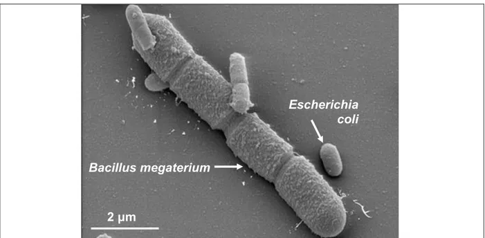 Figura 2.6 Imagem feita em um microscópio eletrônico do Bacillus megaterium e Escherichia  coli (VARY et al., 2007)