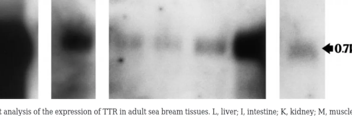 FIG. 5. Northern blot analysis of the expression of TTR in adult sea bream tissues. L, liver; I, intestine; K, kidney; M, muscle; S, skin; H, heart;