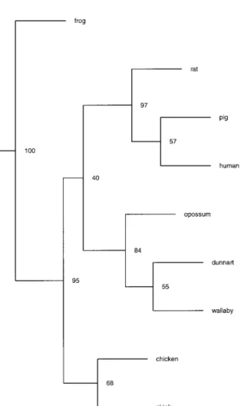 FIG. 6. Phylogram generated by Clustal X (Gibson et al., 1994) of representative species from eutherians mammals— human (Sasaki et al., 1985), pig (Sus scorfa, Duan et al., 1995), and rat (Rattus norvegicus, Dickson et al., 1985); marsupial mammals— dunnar
