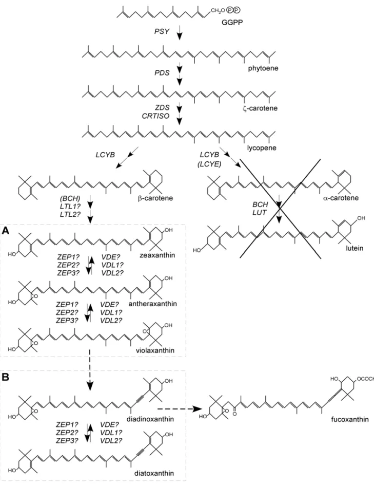 Figure 1. Hypothesized carotenoid biosynthetic pathway in diatoms. The genes identified in this study, phytoene synthase (PSY), phytoene desaturase (PDS), j-carotene desaturase (ZDS), lycopene b-cyclase (LCYB), b-carotene hydroxylase (BCH), lutein deficien
