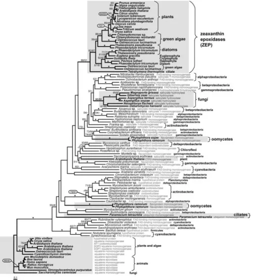Figure 5. Maximum likelihood phylogenetic tree of zeaxanthin epoxidases and related proteins