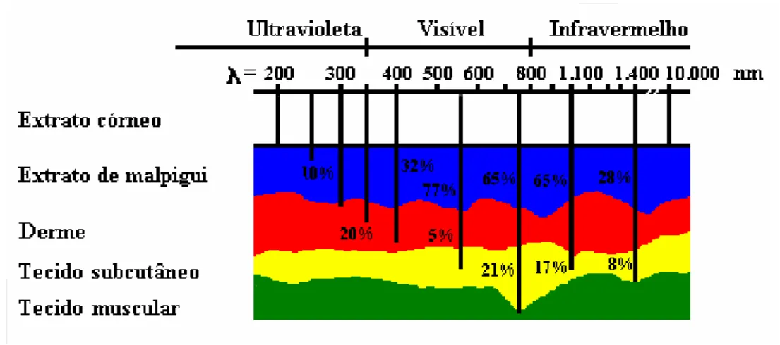 Figura 3: Representação esquemática de um corte de tecido humano e o percentual de  penetração da luz de diferentes comprimentos de onda [6, 7]
