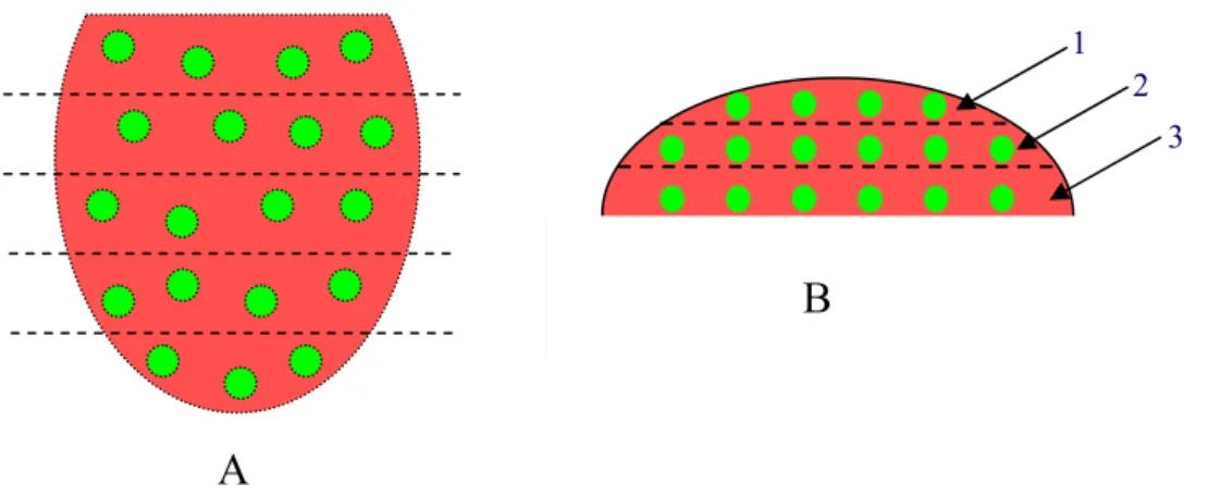 Figura 13: Esquema representando a coleta da fluorescência do fígado na superfície (A) e em  cada fatia cortada transversalmente nas profundidades 1, 2 e 3 (B)