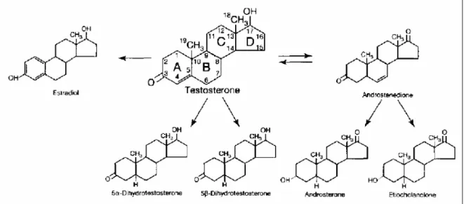 Figura 1. Biotransformação da testosterona. A figura ilustra as principais transformações sofridas pela  molécula de testosterona no organismo (SHAHIDI, 2001)