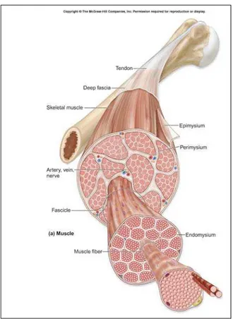 Figura 3. Estrutura hierárquica do músculo  esquelético. Relação entre as fibras musculares, os  feixes de fibras musculares e o músculo