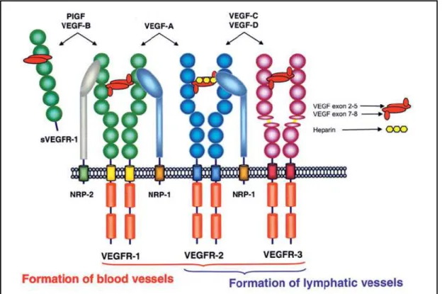 Figura 5. Especificidade d ligação dos membros da família de VEGF aos receptores de VEGF,  VEGFR-1, 2 e 3