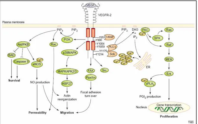 Figura 6. Sinalização celular de VEGF. A figura representa o esquema ilustrativo da sinalização intracelular  de VEGF após sua ligação no domínio extracelular do receptor VEGFR-2 (CROSS et al, 2003)