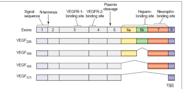 Figura 7. Isoformas de VEGF-A. O splicing alternativo de um único pré-mRNA produz ao menos  quatro diferentes isoformas que variam no número total de aminoácidos (CROSS et al, 2003)