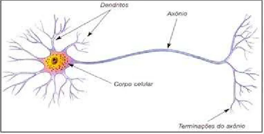 Figura 3.1: Modelo de um neurônio biológico