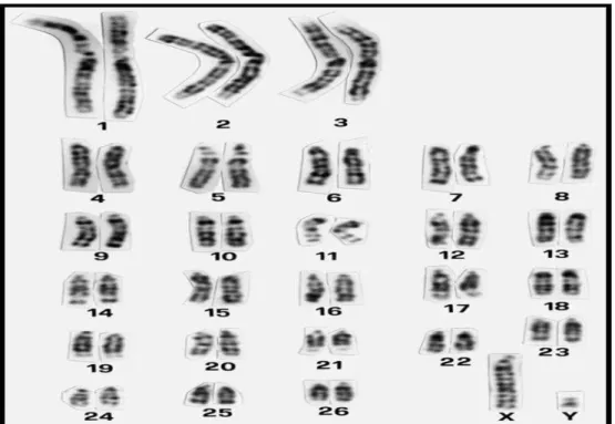 Figura 5. Cariótipo ovino (bandeamento GBG) ressaltando o número (26 pares de  autossomos e o par sexual) e as características dos cromossomos desta espécie  (retirado de ISCNDB, 2000).