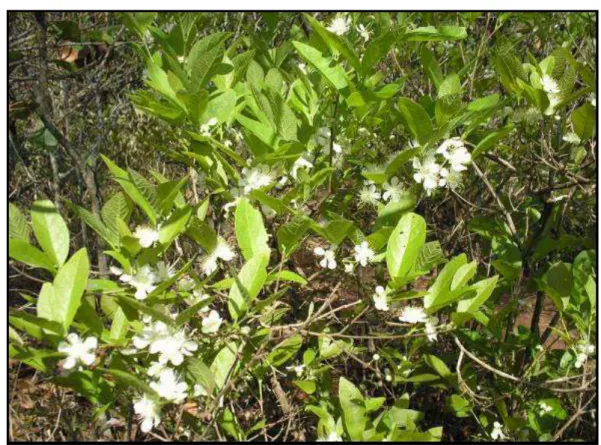 Figura 1.1 Exemplar de Campomanesia pubescens (DC.) O.Berg (Myrtaceae) observado no  fragmento de Cerrado pertencente ao campus da UFSCar, Trilha da Natureza (21 o 58’S e  47 o 53’W), município de São Carlos – SP