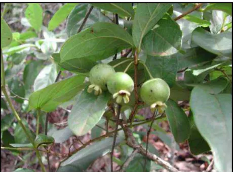Figura 1.10 Detalhe dos frutos de Campomanesia pubescens prestes a amadurecerem, avistados  em período chuvoso, novembro de 2005