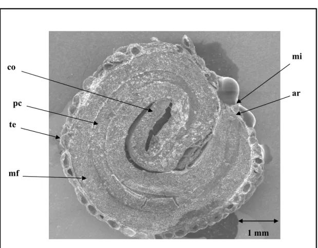 Figura 1.17 Estruturas internas da semente de Campomanesia pubescens em microscopia  eletrônica (MEV): co.: cotilédones, pc.: procambio, te.: testa, mf: meristema fundamental do  hipocótilo, mi.: micrópila, ar.: ápice da radícula, (aumento: 13X)
