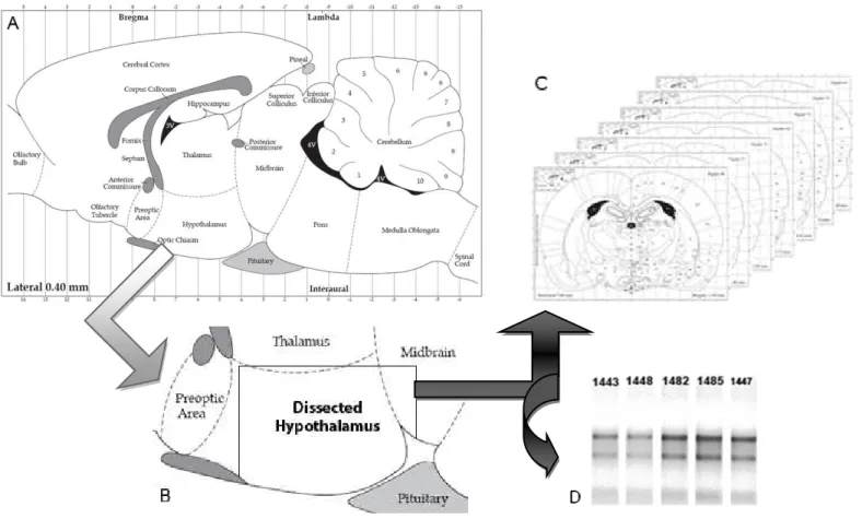 Figura 1 – (A) Diagrama esquemático de Paxinos e Watson (2005) mostrando secção transversal do encéfalo de rato e a  localização do hipotálamo
