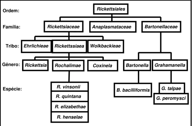 Figura 1: Antiga classificação das bactérias dos gêneros Bartonella,  Rochalimae e Grahamella