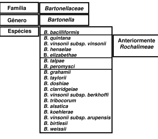 Figura 2: Classificação atual da família Bartonellaceae. 