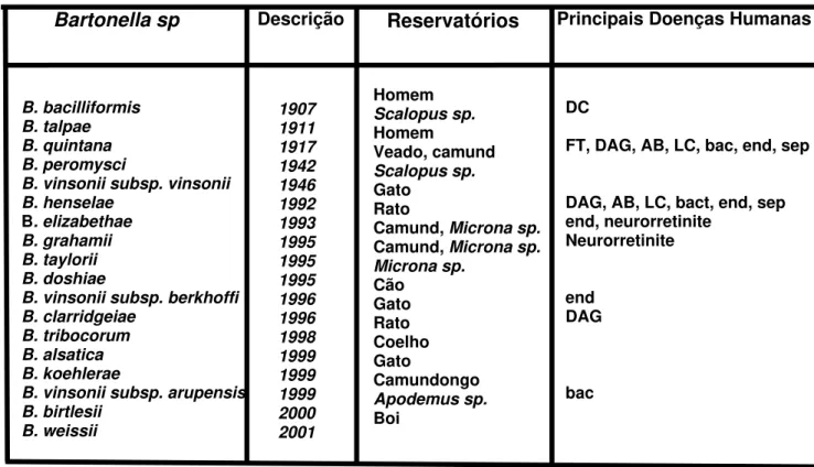 Tabela 1: Relação entre espécies de Bartonella, ano de descrição,  reservatórios e principais doenças humanas
