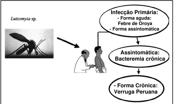 Figura 3. História natural da infecção pela B. bacilliformis. 