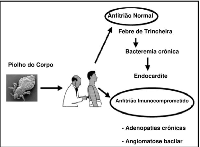 Figura 4. História natural da infecção pela B. quintana. 