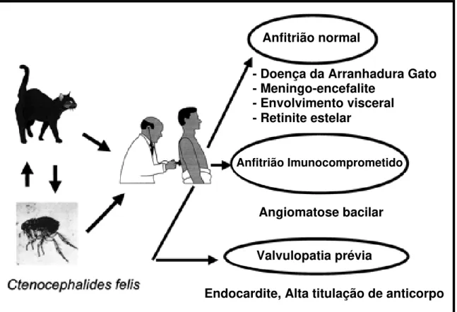 Figura 5. História natural da infecção pela B. henselae. 