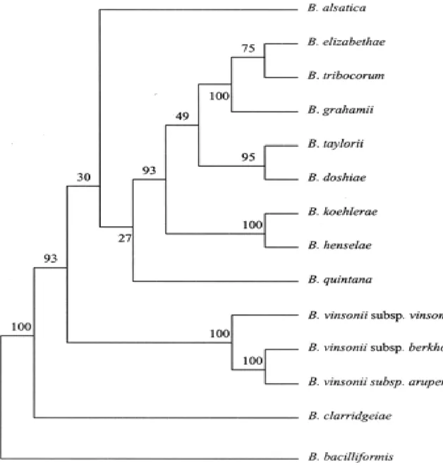Figura 6: Árvore parcimônica para Bartonella sp, apresenta  homologia nas  sequências dos  genes 16SrRNA
