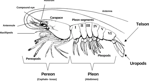 Fig. 7 - External morphology of shrimp. The body organization of decapod crustaceans is divided into  tagmata or specialized regions