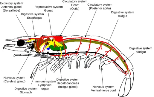 Fig. 8 - Diagram of the internal morphology of penaeid shrimp. 