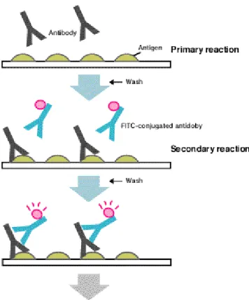 Fig. 12 – General principle of Indirect Immunofluorescence technique.    Samples are added on a substrate  slide for primary reaction of antibodies (primary antibodies) and antigens