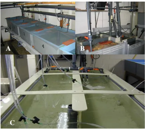 Fig. 13 – Recirculation system for raising shrimp at the the facilities of the Laboratory of  Aquaculture and Artemia Reference Center