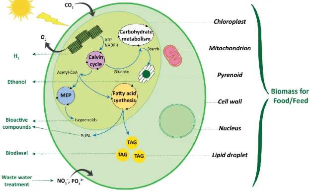Figure  1.1.  -  Schematic  representation  of  different  metabolisms  occurring  inside  a  microalgal  cell