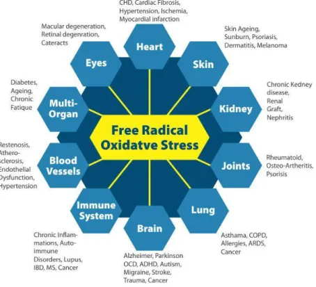Figure 1.4 – Schematic representation of how free radical oxidative stress can affect several organs and systems  of the human body
