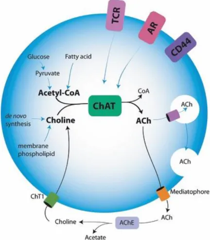 Figure 1.6  - Schematic representation of acetylcholine (ACh) synthesis. The synthesis reaction is catalyzed by  choline acetyltransferase (ChAT), using Acetyl CoA and choline as substrates