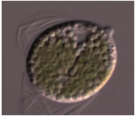 Figure 1.7 - Tetraselmis CTP4.