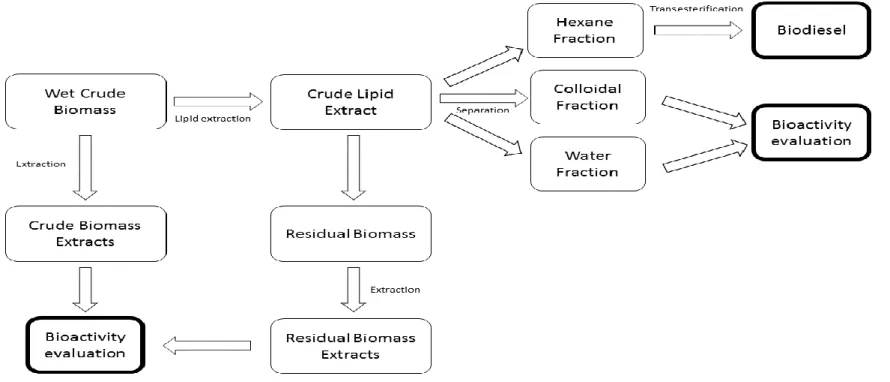 Figure 3.1. – Schematic representation of the work outlook. Extracts were obtained initially from the wet crude biomass