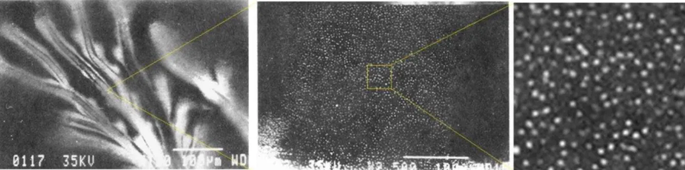 Figura 13.  Esquerda: ramificação dendrítica de fluxo obtida através da técnica Bitter Decoration, a barra de  escala representa 100 μm