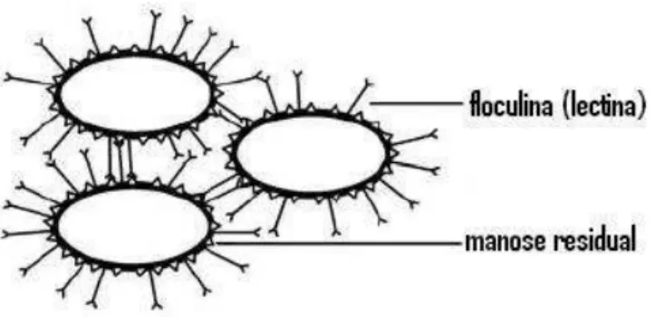 Figura 2.1: Ligação floculina–manose em cepas leveduras floculantes (adaptada de Verstrepen et al., 2003)