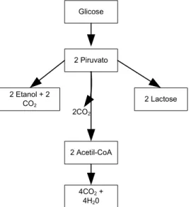 Figura 2.3: Três possíveis rotas catabólicas do piruvato formado na glicólise (Lehninger, 1989) 