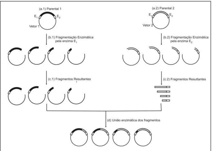 Figura 2.15. Representação esquemática da metodologia ITCHY. (a.1) e (a.2) As seqüências parentais são  inseridas em vetores apropriados