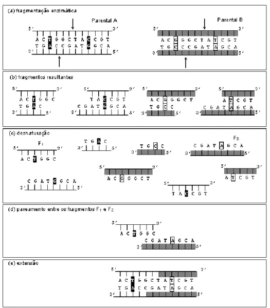 Figura 3.1. Representação do evento de cruzamento entre dois parentais. (a) Parentais A e B que diferem  entre si em dois pares de bases identificados no Parental A com fundo preto e no Parental B com fundo  branco