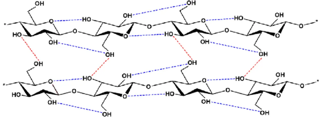 Figure  2:  Intramolecular  (----)  and  intermolecular  (----)  hydrogen  bonding  networks  in  cellulose structure (Xie et al