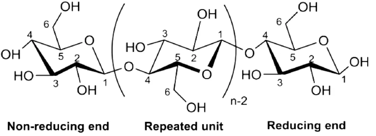 Figure 4: The chemical structure of cellulose (D. Wang 2019) 