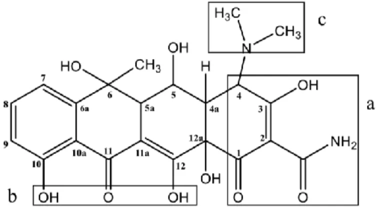 Figura 1. Estructura molecular de la oxitetraciclina: a) Sistema tricarbonil, b) Dicetona fenólica, c) grupo  dimetilamina (Leal, 2017) 