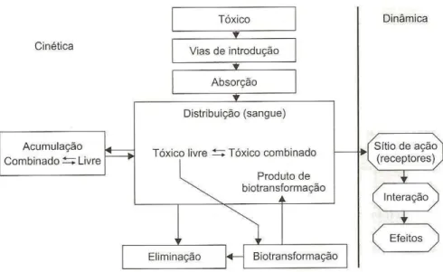 Figura 1  Cinética e dinâmica do agente tóxico no organismo (Azevedo e Lima, 2003). 