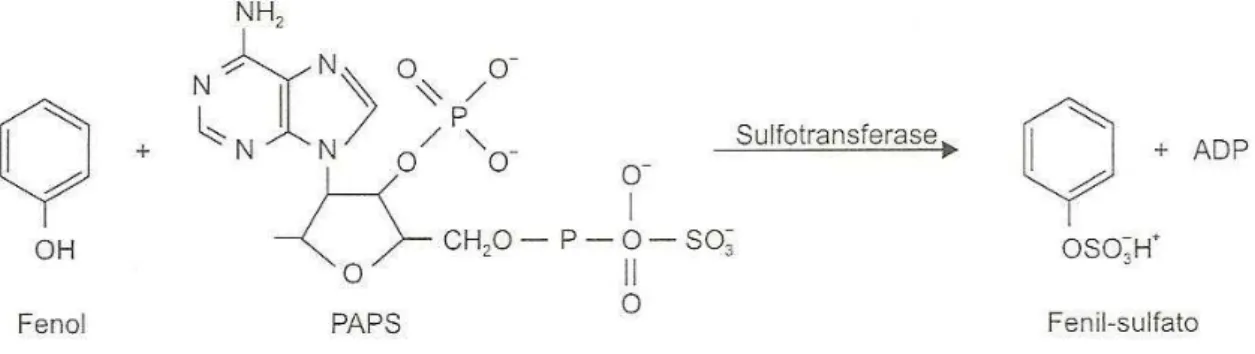 Figura 3  . Reação de sulfatação do fenol (Azevedo e Lima, 2003)           